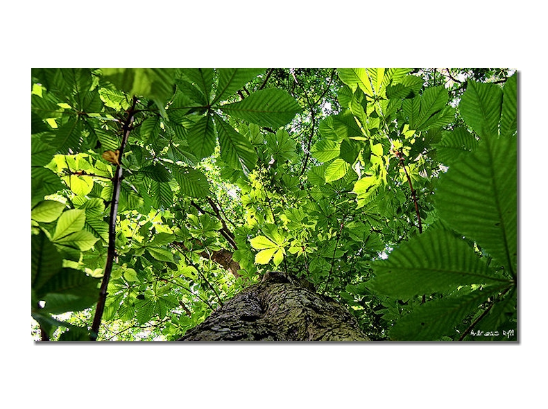 blätterwald, baum, perspektivänderung