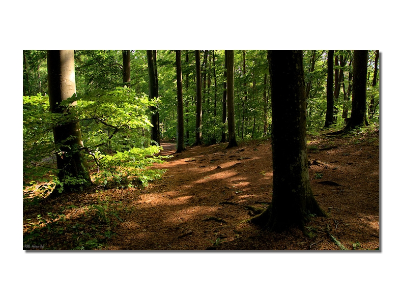 licht und schatten im wald